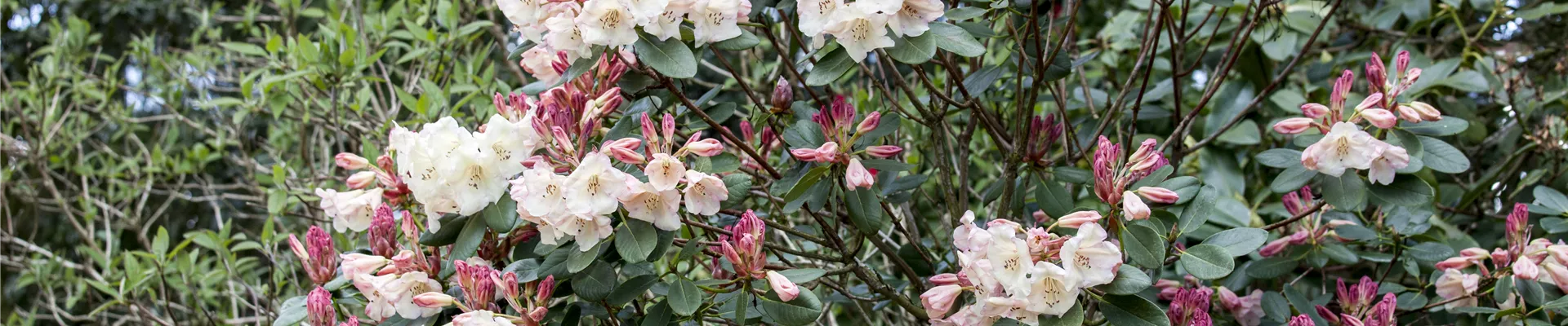 Rhododendron Rhododendron