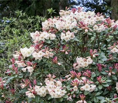Rhododendron verjüngen Rhododendron verjüngen