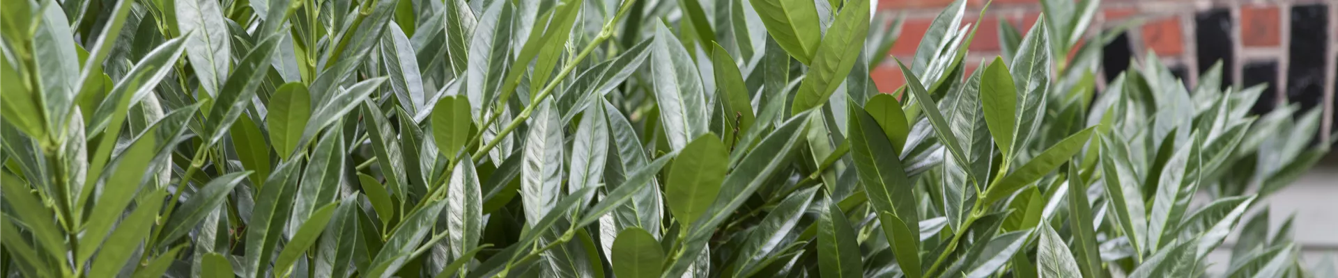 Prunus laurocerasus 'Caucasica' Prunus laurocerasus 'Caucasica'