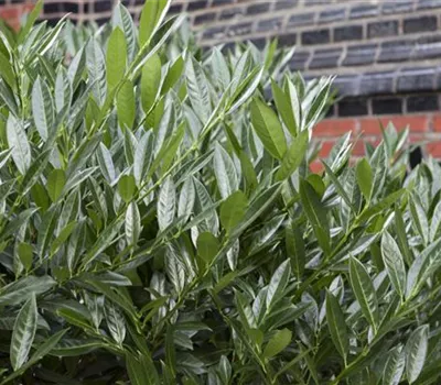 Kirschlorbeer zurückschneiden Kirschlorbeer zurückschneiden