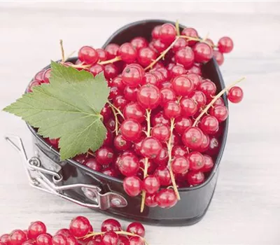 Johannisbeeren im Kübel Johannisbeeren im Kübel