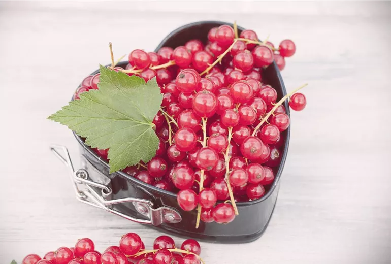 Ribes rubrum Ribes rubrum