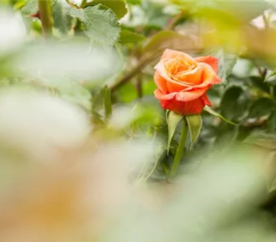 Containerrosen ganzjährig pflanzen Containerrosen ganzjährig pflanzen