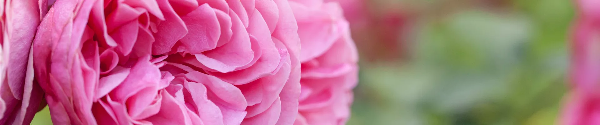 Beetrose, rosa Beetrose, rosa