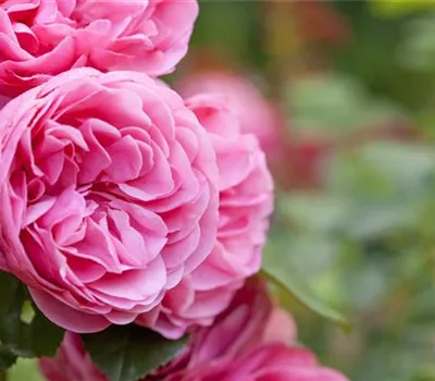 Der „Rosen-TÜV“