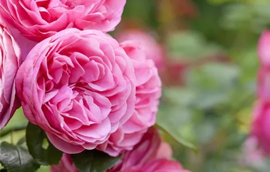 Der „Rosen-TÜV“ Der „Rosen-TÜV“