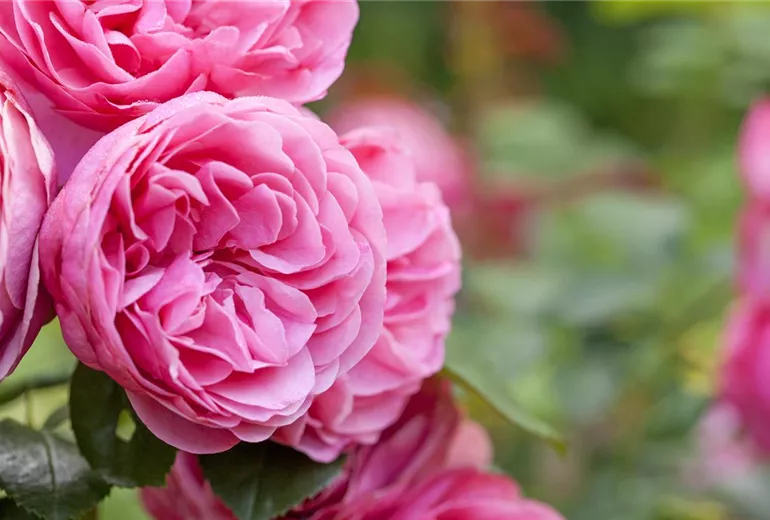 Beetrose, rosa Beetrose, rosa