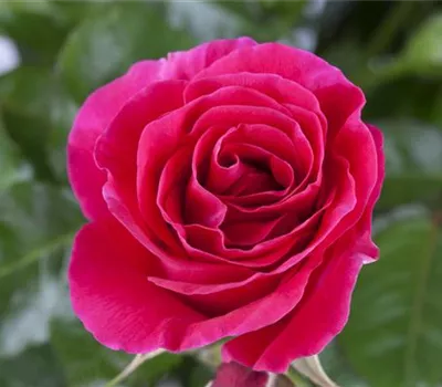 Pflanzzeit für Rosen