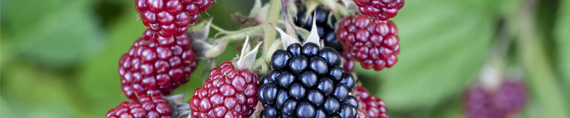 Rubus fruticosus Rubus fruticosus