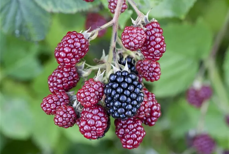 Rubus fruticosus