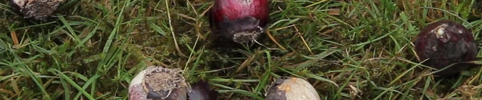 Blaustern - Blumenzwiebeln einpflanzen (Anleitung - 0)