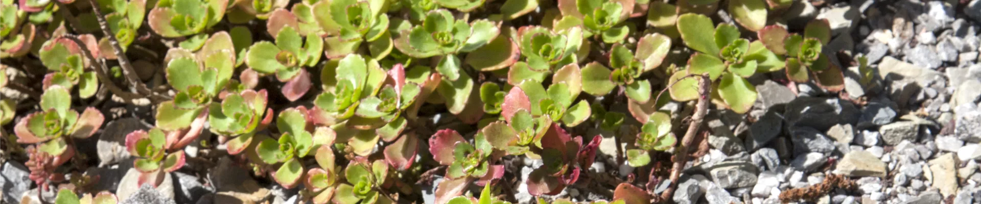 Sedum Sedum