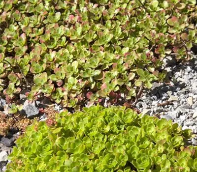 Sedum: Pflanze für schwierige Ecken