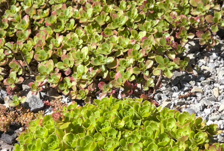 Sedum