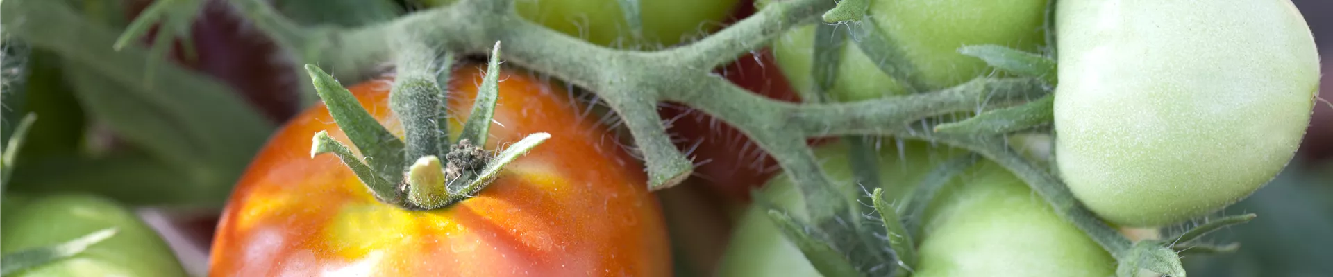 Solanum lycopersicum 'Rentita' Solanum lycopersicum 'Rentita'