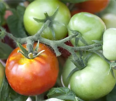 Tomaten nachreifen lassen