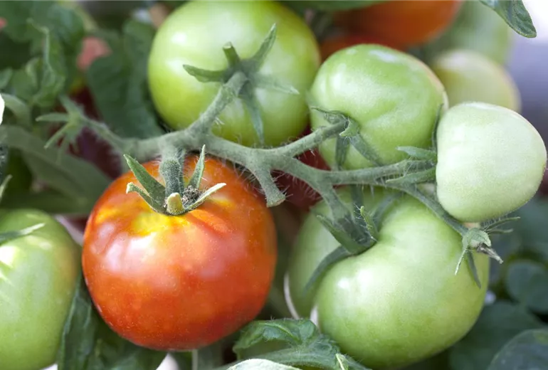 Solanum lycopersicum 'Rentita'