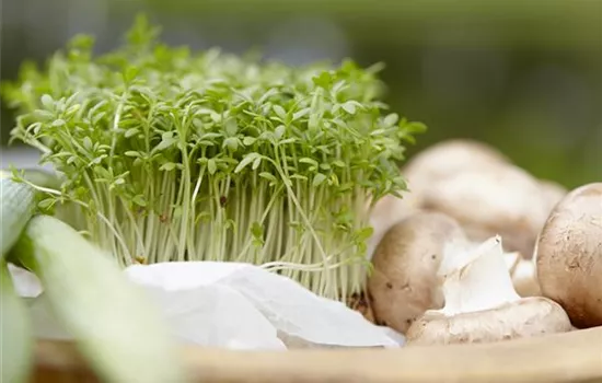 Frische Vitamine von der Fensterbank Frische Vitamine von der Fensterbank