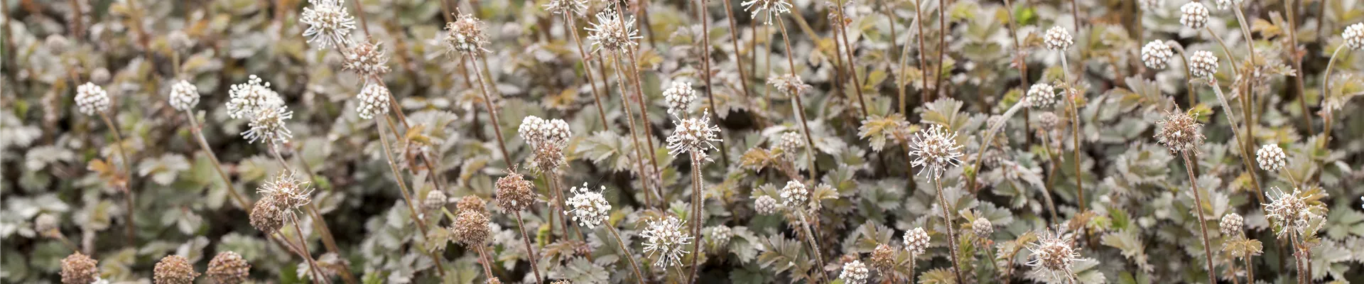 Acaena microphylla Acaena microphylla
