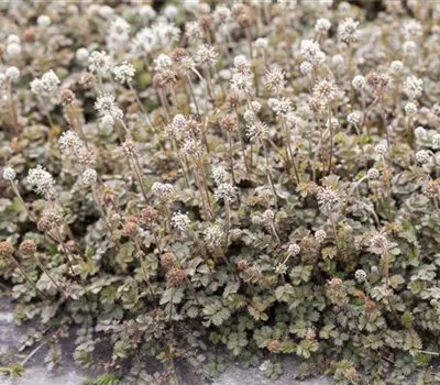 Bodendecker zurückschneiden