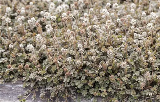 Bodendecker zurückschneiden Bodendecker zurückschneiden