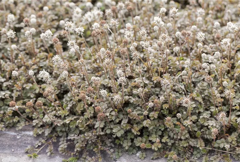 Acaena microphylla