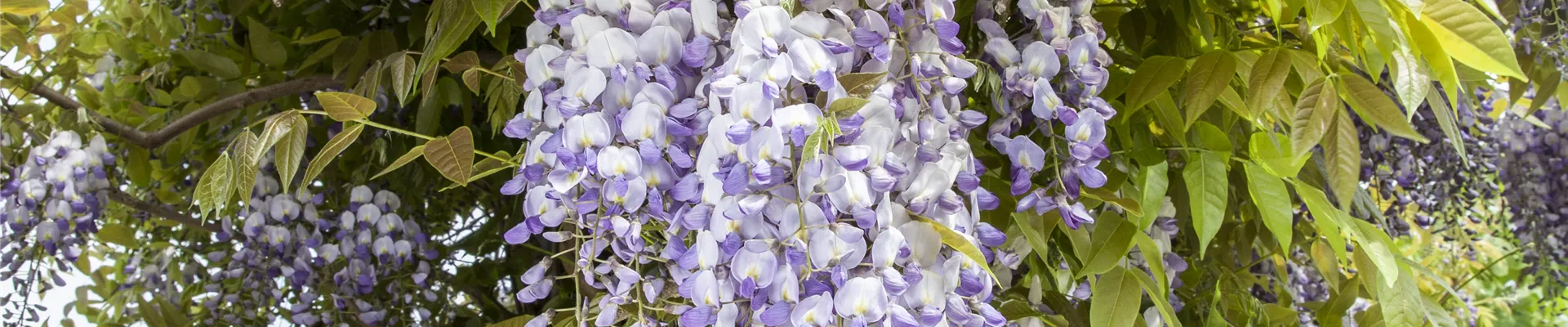 Wisteria sinensis 'Prematura' Wisteria sinensis 'Prematura'
