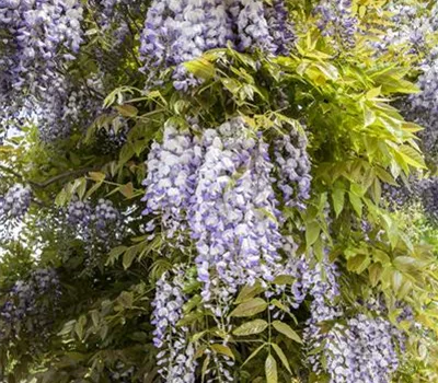 Regelmäßiger Rückschnitt für Blauregen