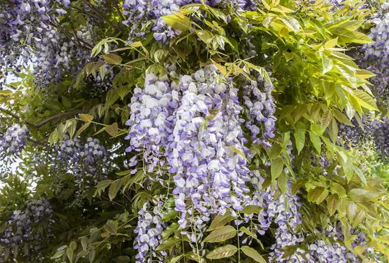 Wisteria sinensis 'Prematura' Wisteria sinensis 'Prematura'