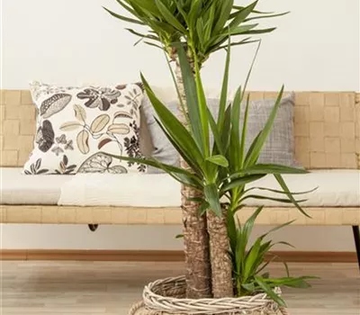 Palmlilien richtig schneiden