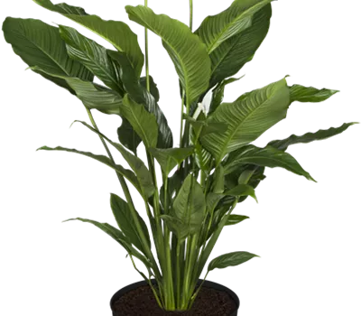 Spathiphyllum i. S.