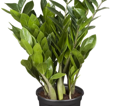 Zamioculcas