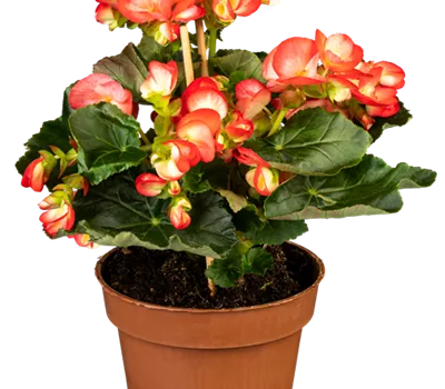 Begonia Elatior Hybride