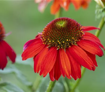 Echinacea purpurea 'Eccentric'