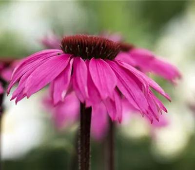 Echinacea purpurea 'Fatal Attraction' -R-