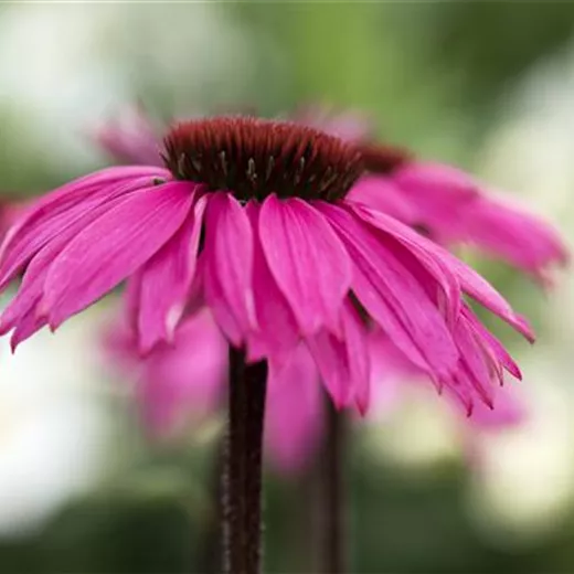 Echinacea purpurea 'Fatal Attraction' -R-