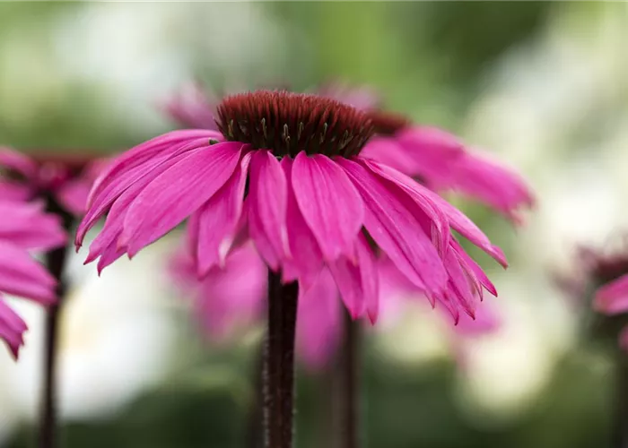 Echinacea purpurea 'Fatal Attraction' -R-