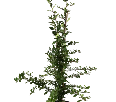 Pyracantha 'Red Column'