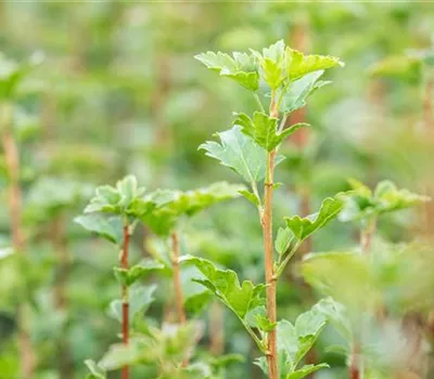 Ribes alpinum Ribes alpinum