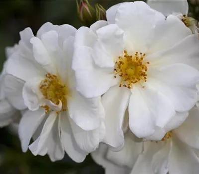 Rosa 'Schneeberg' BDR Rosa 'Schneeberg' BDR