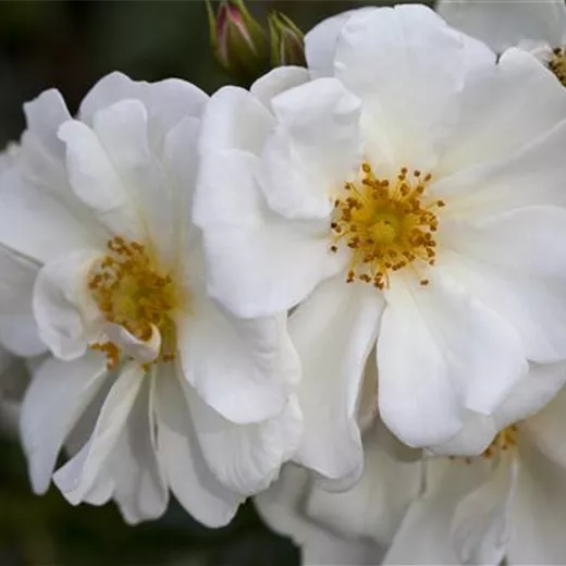 Rosa 'Schneeberg' BDR