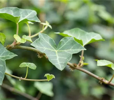 Hedera helix 'Grünpfeil'