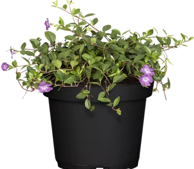 Vinca minor 'Atropurpurea' Vinca minor 'Atropurpurea'