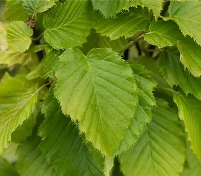Carpinus betulus 'Lucas' Carpinus betulus 'Lucas'