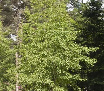 Ginkgo biloba 'Eifel' -R-