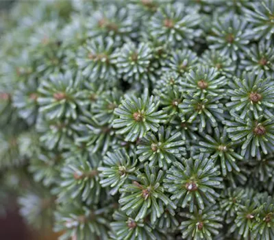 Abies koreana "Tordis" Besonderheit!! Abies koreana "Tordis" Besonderheit!!