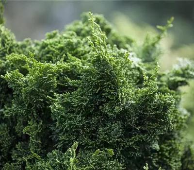 Chamaecyparis obt. "Stadtlohn" Chamaecyparis obt. "Stadtlohn"