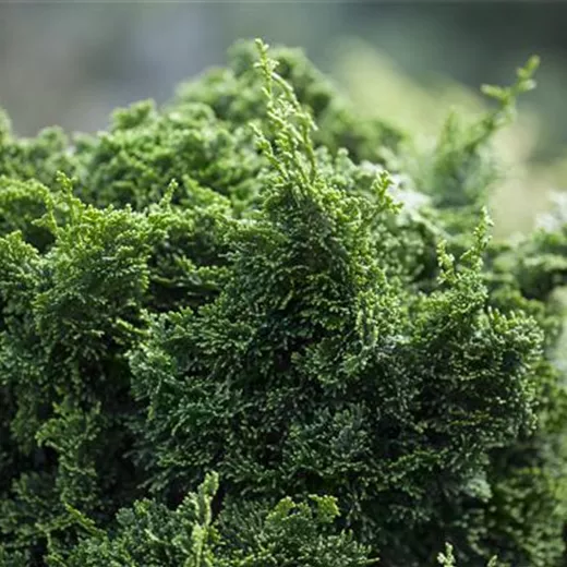 Chamaecyparis obtusa 'Coralliformis'