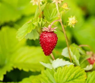 Fragaria vesca 'Elsanta'