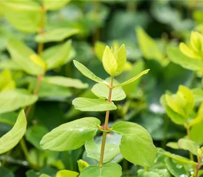 Lonicera kamtschatica 'Myberry -R- Bee'